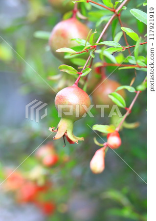 姬櫻（日本石榴）的果實 117921919