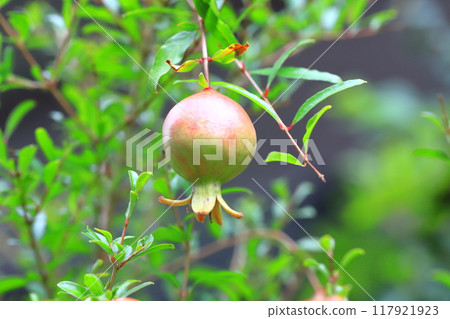 Pomegranate (Korean pomegranate) fruit 117921923