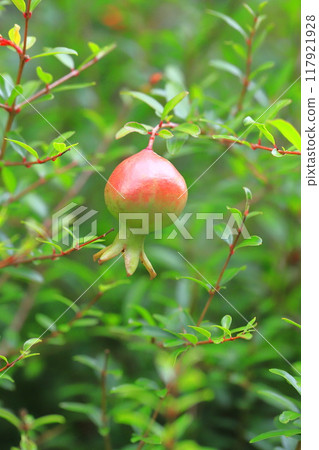Pomegranate (Korean pomegranate) fruit 117921928