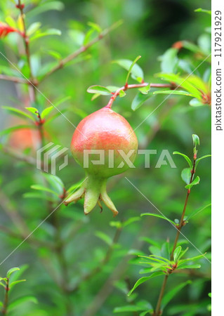 Pomegranate (Korean pomegranate) fruit 117921929