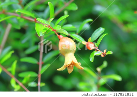 Pomegranate (Korean pomegranate) fruit Pomegranate (Korean pomegranate) fruit 117921931