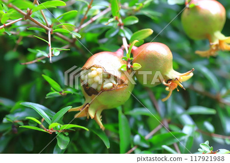 Cracked fruit of pomegranate (Korean pomegranate) 117921988