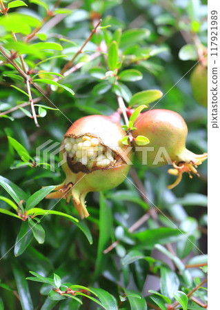 姬櫻（日本石榴）的裂果 117921989