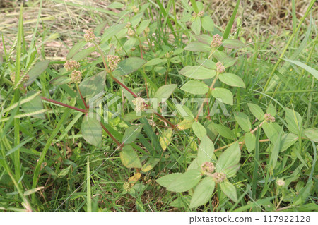 Asthma leaf plant on nursery Asthma leaf plant on nursery 117922128