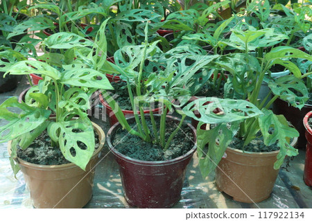 Adanson's monstera plant on nursery Adanson's monstera plant on nursery 117922134