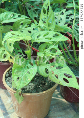 Adanson's monstera plant on nursery Adanson's monstera plant on nursery 117922135