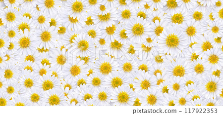 Many beautiful daisies For making background images Many beautiful daisies For making background images 117922353