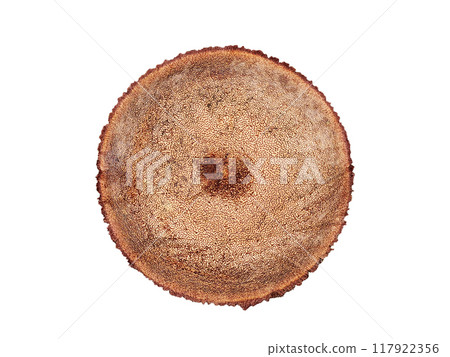 Cutted tree. Top view. White background. Cutted tree. Top view. White background. 117922356