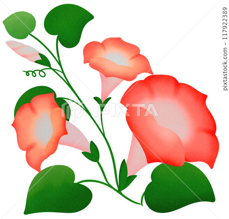 red morning glory 117922389