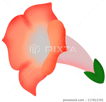 red morning glory 117922391