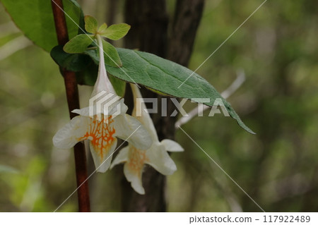 天然植物,Otsukubaneutetsu。美麗的黃色網狀 天然植物,Otsukubaneutetsu。美麗的黃色網狀 117922489
