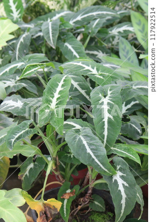 Syngonium wendlandii plant on nursery Syngonium wendlandii plant on nursery 117922514