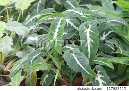 Syngonium wendlandii plant on nursery Syngonium wendlandii plant on nursery 117922515