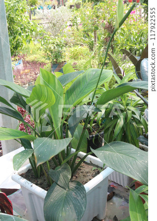 Spathiphyllum kochii flower plant on nursery Spathiphyllum kochii flower plant on nursery 117922555