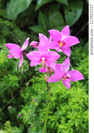 Spathoglottis plicata flower plant on nursery Spathoglottis plicata flower plant on nursery 117922557