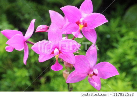 Spathoglottis plicata flower plant on nursery Spathoglottis plicata flower plant on nursery 117922558