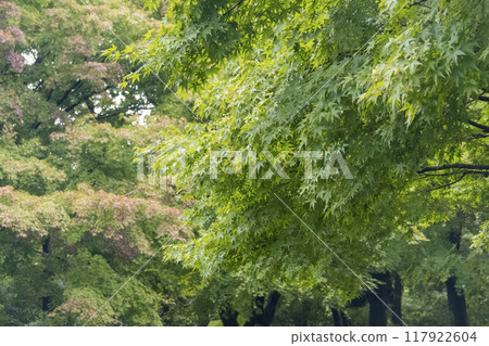 橫濱原始風景的戶塚區舞岡故裡公園的夏天 117922604