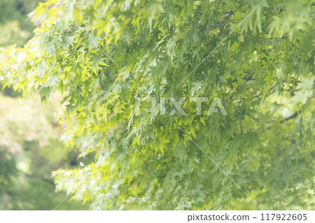 橫濱原始風景的戶塚區舞岡故裡公園的夏天 117922605