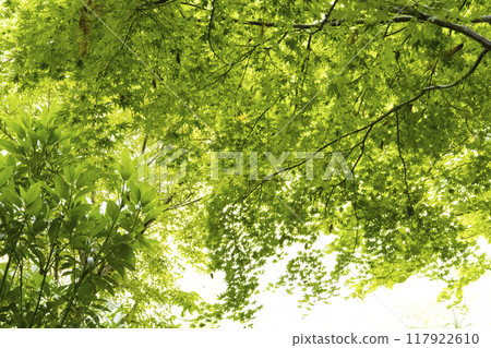 Summer at Maioka Furusato Park in Totsuka Ward, Yokohama's original landscape 117922610