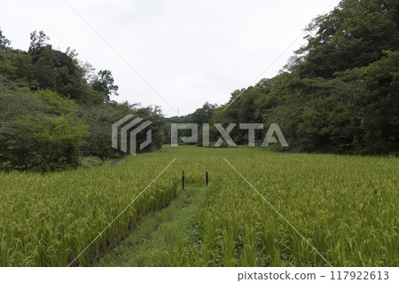 橫濱原始風景的戶塚區舞岡故裡公園的夏天 117922613