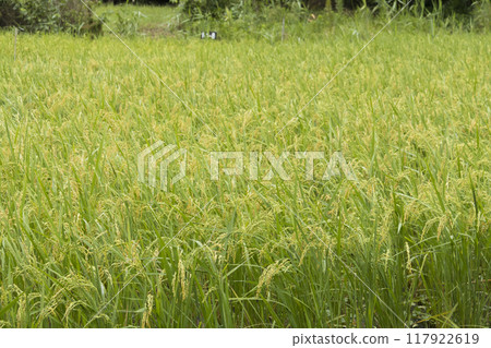 橫濱原始風景的戶塚區舞岡故裡公園的夏天 117922619