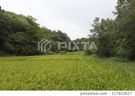 Summer at Maioka Furusato Park in Totsuka Ward, Yokohama's original landscape 117922627