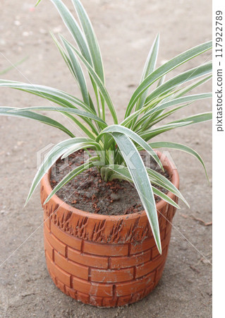 Spider plant on nursery for sell 117922789