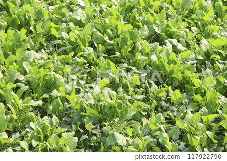 Spinacia oleracea on farm for harvest 117922790
