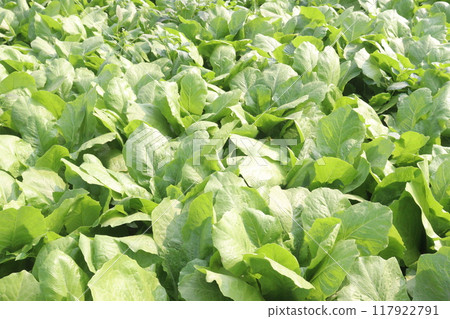 Spinacia oleracea on farm for harvest Spinacia oleracea on farm for harvest 117922791