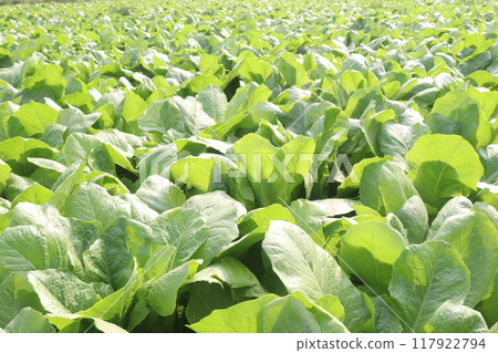 Spinacia oleracea on farm for harvest 117922794