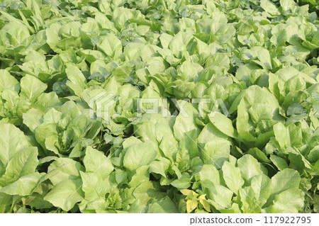 Spinacia oleracea on farm for harvest Spinacia oleracea on farm for harvest 117922795