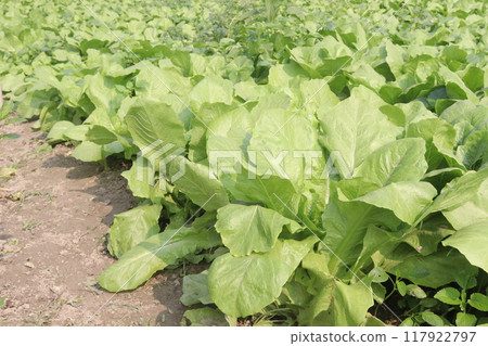 Spinacia oleracea on farm for harvest Spinacia oleracea on farm for harvest 117922797