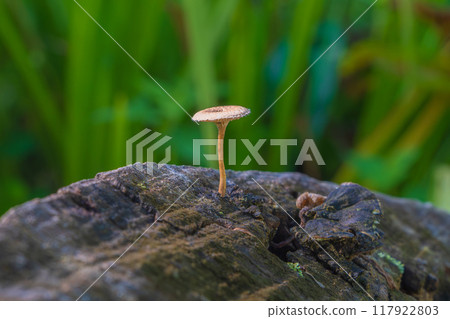 Mushrooms grown in stumps 117922803