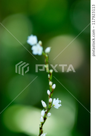 信濃川安良木堤上的白花櫻花館 117923113