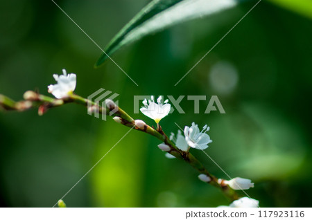 Shirobana Sakura Tade on the Yasuragi Embankment of the Shinano River 117923116