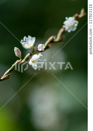 Shirobana Sakura Tade on the Yasuragi Embankment of the Shinano River 117923118