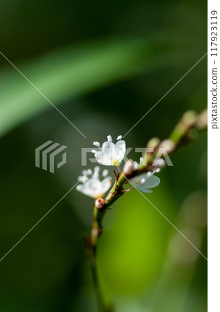 Shirobana Sakura Tade on the Yasuragi Embankment of the Shinano River 117923119