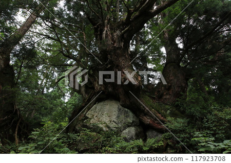 Large trees of the Hora cedar group 117923708