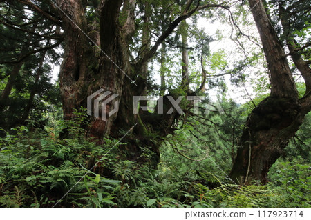 Large trees of the Hora cedar group 117923714