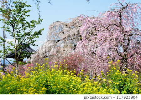 我去了安國寺 #55 117923904