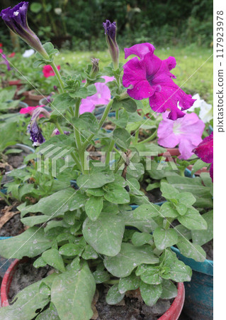 Petunia axillaris flower plant on pot 117923978