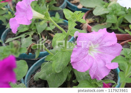 Petunia axillaris flower plant on pot Petunia axillaris flower plant on pot 117923981