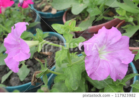Petunia axillaris flower plant on pot 117923982