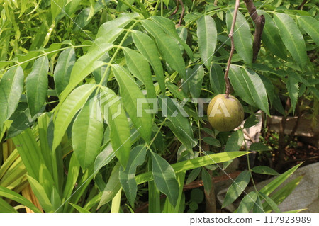 Spondias mombin plant on nursery Spondias mombin plant on nursery 117923989