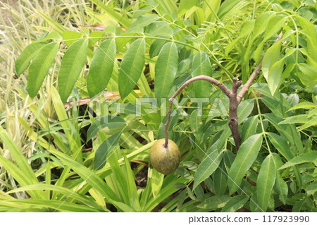 Spondias mombin plant on nursery 117923990