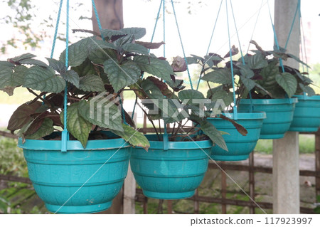 Strobilanthes alternata plant on hanging pot 117923997