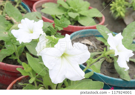 Petunia axillaris flower plant on pot Petunia axillaris flower plant on pot 117924001