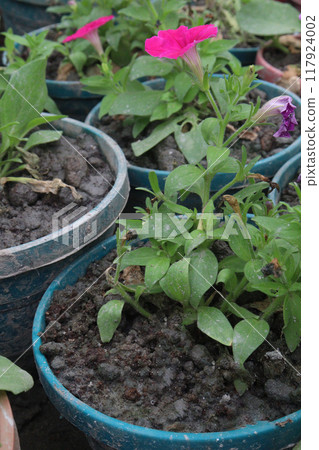 Petunia axillaris flower plant on pot 117924002
