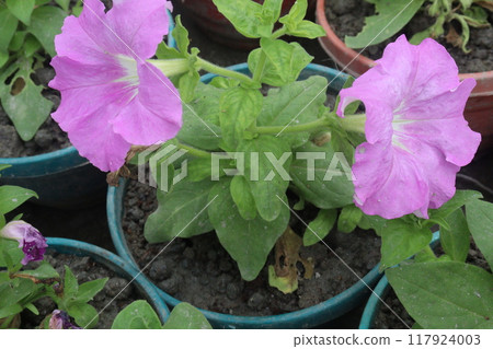 Petunia axillaris flower plant on pot 117924003
