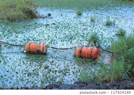 滋賀縣與古湖的橙色浮標和水生植物 滋賀縣與古湖的橙色浮標和水生植物 117924180